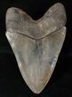 Sharp, Glossy Megalodon Tooth #16561-2